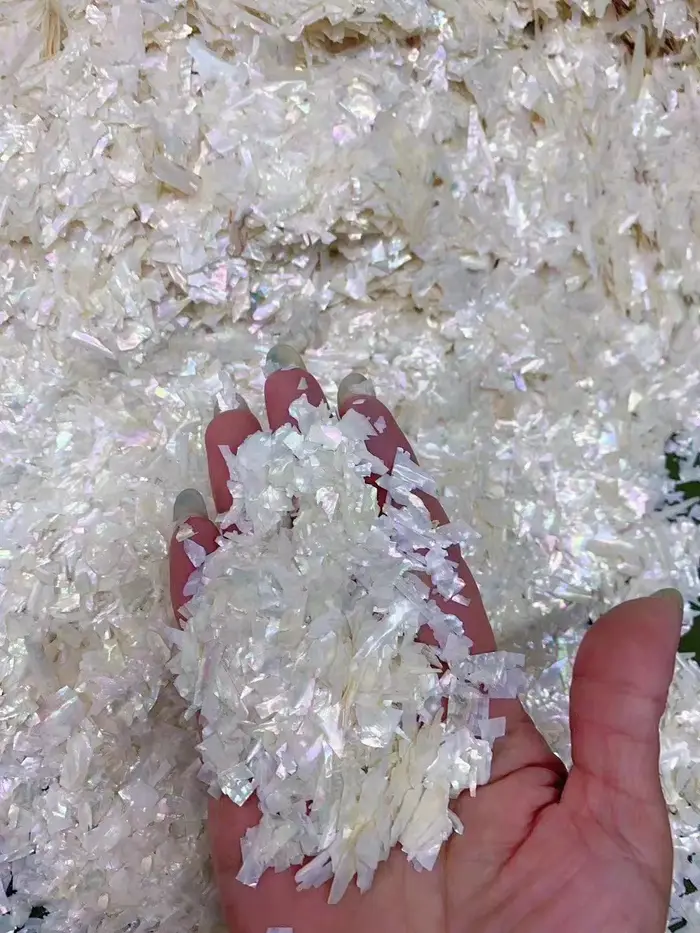 Breloques à ongles en coquillage d'ormeau naturel