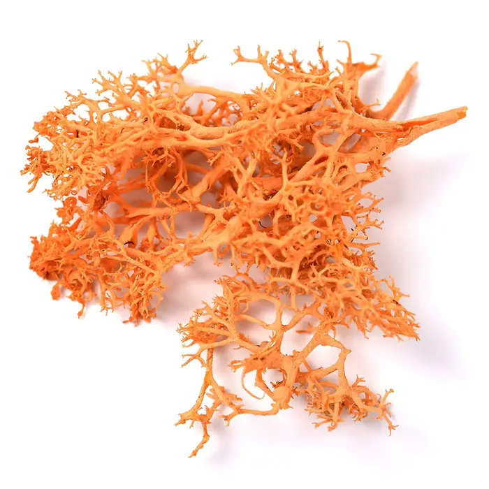 Rolabling-Autocollants 3D colorés pour Nail Art, plantes naturelles, fleurs séchées, accessoires de 